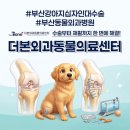 수동물병원 | 부산 강아지 십자인대 수술 동물 외과병원 추천 후기 참고하세요