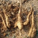 둥근마재배법 이미지