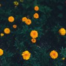 메리골드 - 의정부시 시민로 123 | 메리골드