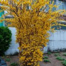 개나리농장 이미지