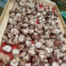 향긋하고 쫄깃쫄깃 맛있는 강원도 양양 생표고버섯 판매합니다 이미지