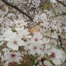 봄소리고시원