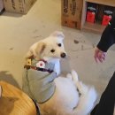 고등동주민센터 | [성남/고등동 카페] 애견동반 가능한 에그타르트 맛집<카페 기러기>/바닐라빈라테/카카오라테/상주견