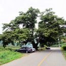 느티나무 이미지