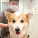 이쁘개왈왈 이미지