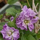 장미하우스 이미지