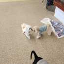 행복하댕 이미지