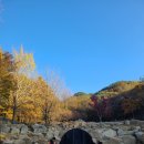 레아네팜 이미지