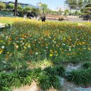 보은닭집 | [충북/증평] 증평 보강천미루나무숲 피크닉 &amp; 증평장뜰시장 보은닭집, 나래분식