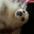 늘 사랑스럽개 이미지