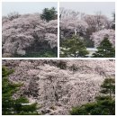 남대천제방길 이미지