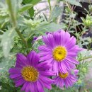 온양밀냉면 이미지