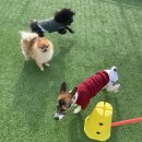 면목독