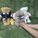 상무금호건강생활지원센터 | 광주강아지분양 정성을 느꼈던