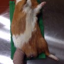 공원옆동물의료센터 이미지