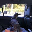 Paxi(팩시) 이미지