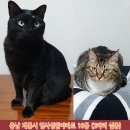 고양이를찾습니다,코숏,수컷,충청남도 계룡시 엄사성원아파트 10동(2마리 실종됨) 이미지