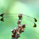 더 느리게 이미지