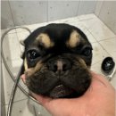 부산애견호텔 댕스스쿨 이미지