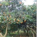 영조농장 이미지