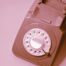 강아지 펫 헤븐 이미지