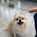 분당중앙동물병원 이미지