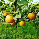 새온농원 이미지