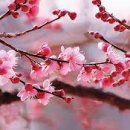 동녘전기 | 시조(時調) : 조선 시대 《가인 안민영》 「歌人 安玟英」 : 동각(東閣)에 숨은 꽃이