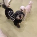 상도유치원 | [동작구/강아지 유치원] 상도역 애견 유치원 후기 / 중앙대 강아지 유치원 프로그램 "벌집에 숨겨진 꿀...