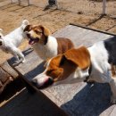 알로하도그 이미지