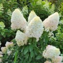 정도농장 이미지