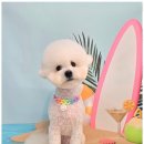 행복한펫샵 이미지