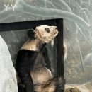 미국 동물원에서 학대받던 판다 사망(잔인함주의) 이미지