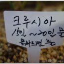 크루시아 이미지