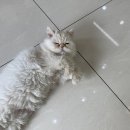 정 동물병원 네이버블로그