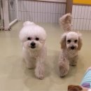 상도유치원 | 유치원] 상도역 애견 유치원 후기 / 숭실대 강아지 유치원 프로그램 "벚꽃이 폈어요"/ 산책하는...