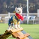 가평모나코애견펜션 | 가평모나코애견펜션 이용 전 알아둘 정보