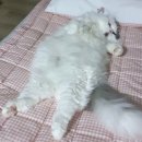 묘연고양이병원 이미지