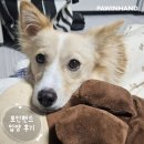 가을이 | 포인핸드 입양후기[❤️입양후기❤️] 1987.가을이