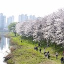 명품 벚꽃 길 이미지