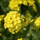 대구 유채꽃루미 박람회 2010.05.01 ~ 2010.05.31 이미지