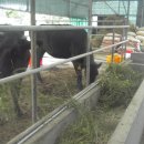 초야농장 이미지