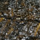 영어조합법인 해맑은 화진포 이미지