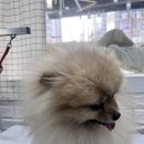 언니네 펫 이미지