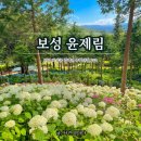 개화펜션 | 전남 보성 수국 명소 숲정원 윤제림 다녀왔어요! 개화시기, 후기 정리🌿