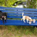 앤드퍼피 이미지