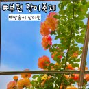 부천365안전교육장 | 부천 장미축제 백만송이 장미원 가는길 실시간 개화 6월 꽃구경