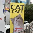 히히냥냥 | [강남역 고양이 카페] 냥이들이 먼저 다가오는 힐링 공간🐾 히히냥냥 후기