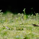 대지-생명 이미지