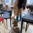 고양이살롱앤카페 이미지